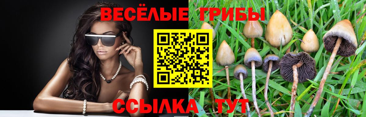 Галлюциногенные грибы Psilocybine cubensis  Вход с VPN  Каменка  Псилоцибиновые грибы Psilocybe 